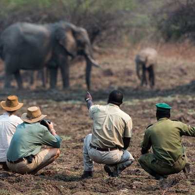 elephant encounter, zambia walking safari