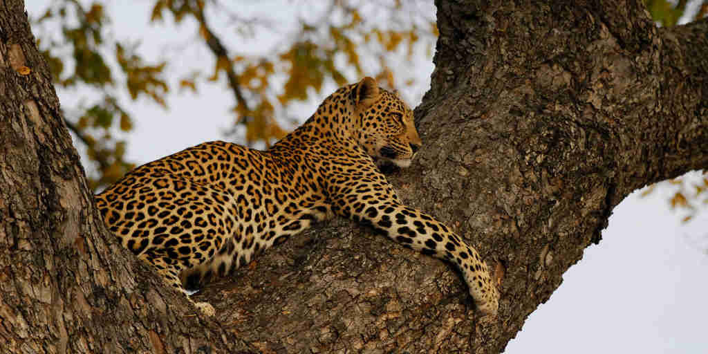 leopard in tree 002