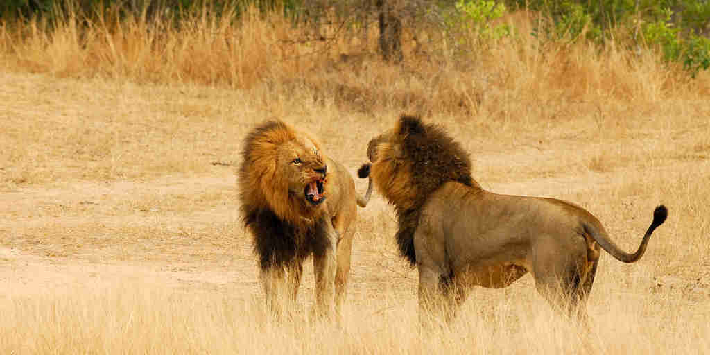 lions fighting 002