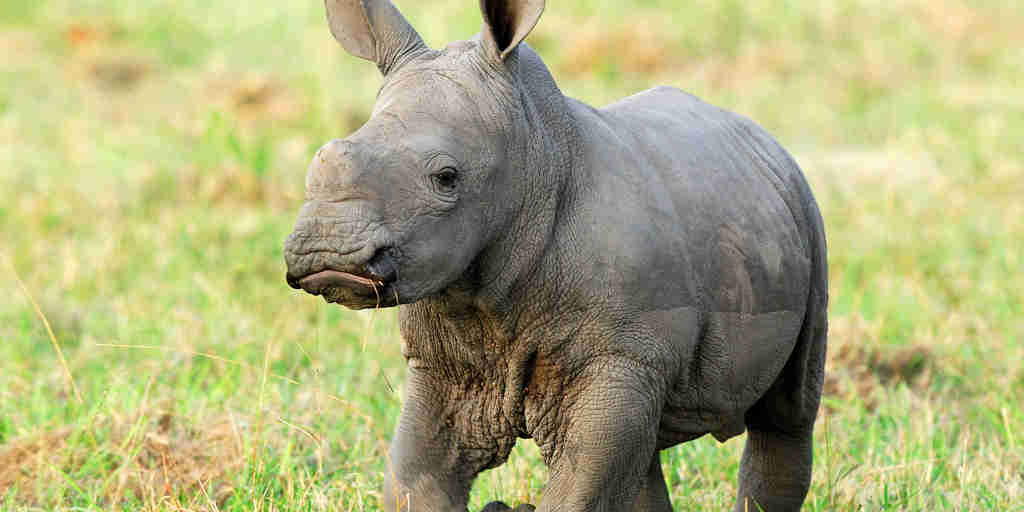 baby rhino 002
