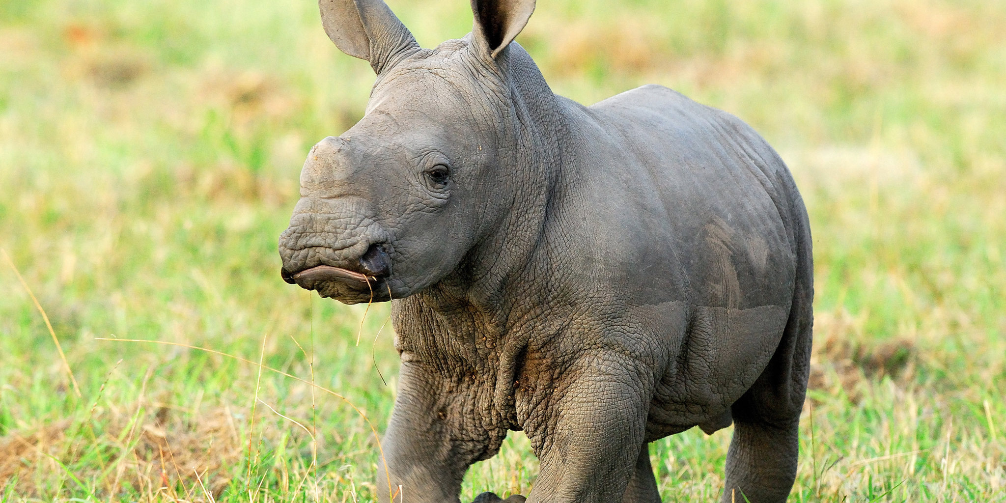baby rhino 002