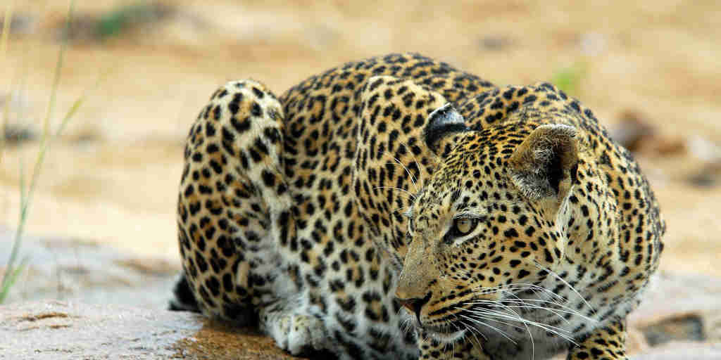 crouching leopard 002