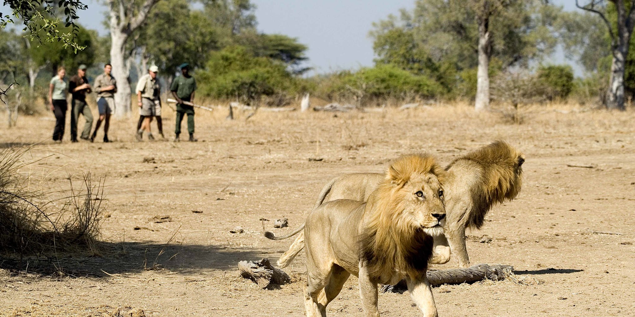 South Luangwa Walking Safari