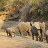 Elephants, Mwamba Camp, South Luangwa NP, Zambia