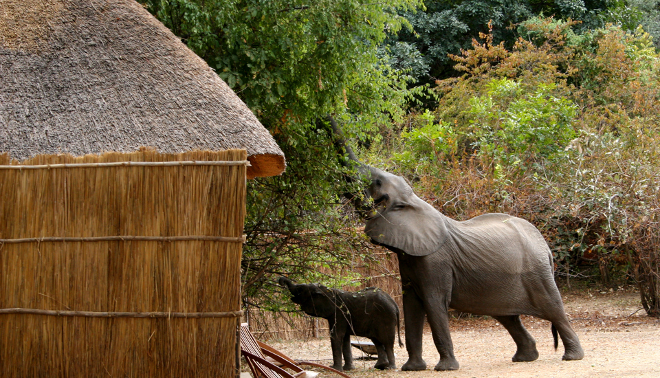 Kaingo Ellie at Chalet 2