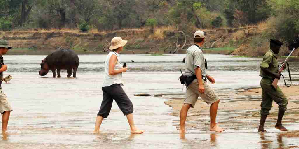 river crossing, north luangwa national park, zambia
