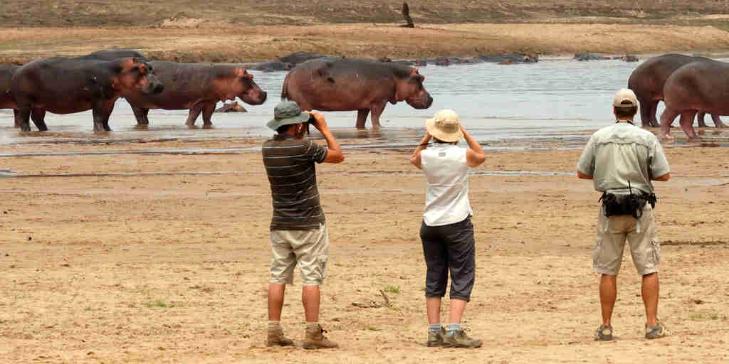 hippo encounter, zambia walking safari vacations