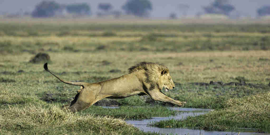 lion safaris, kafue national park, zambia holidays
