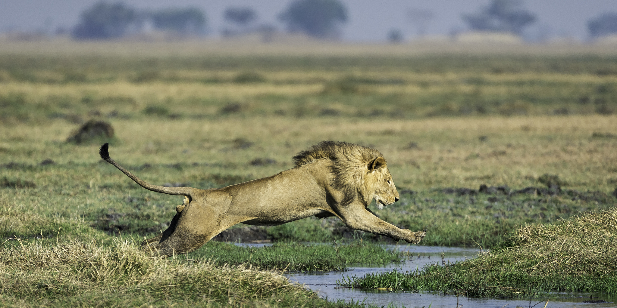 lion safaris, kafue national park, zambia vacations