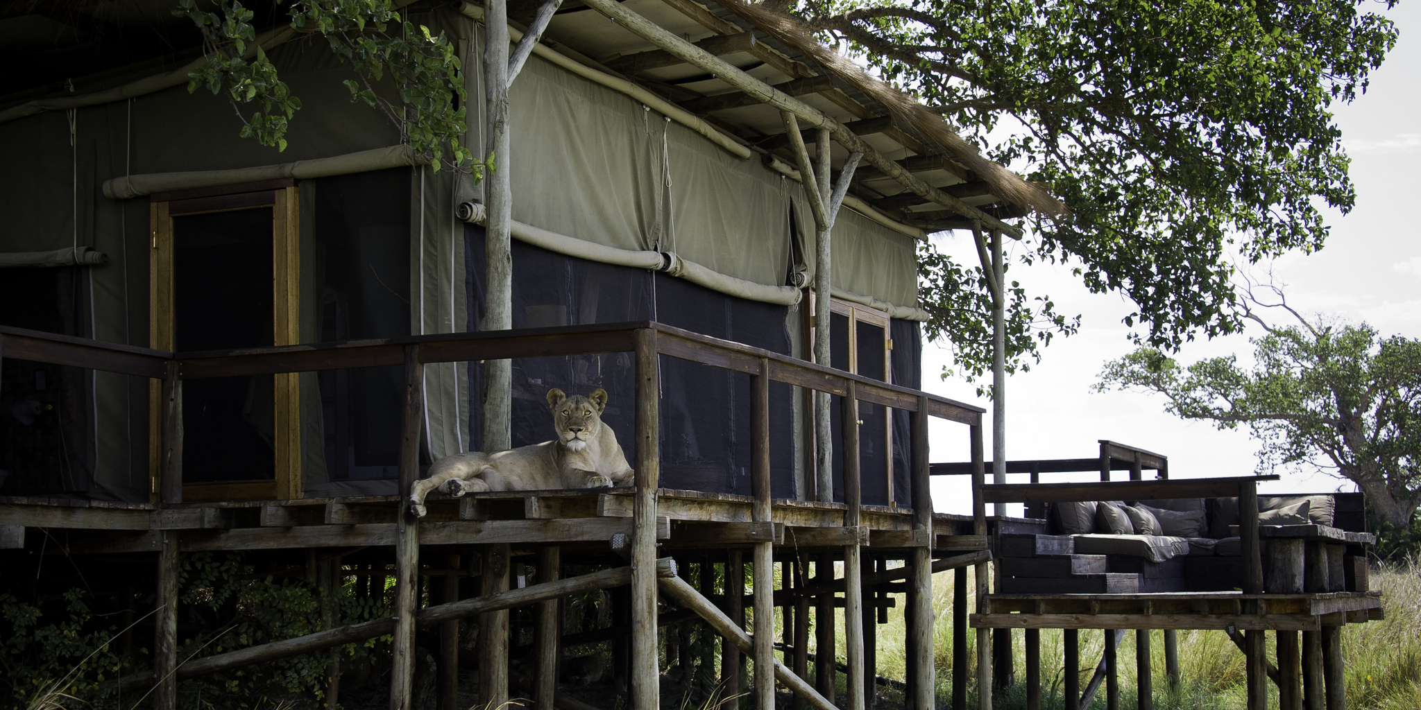 Shumba 2011 10 001