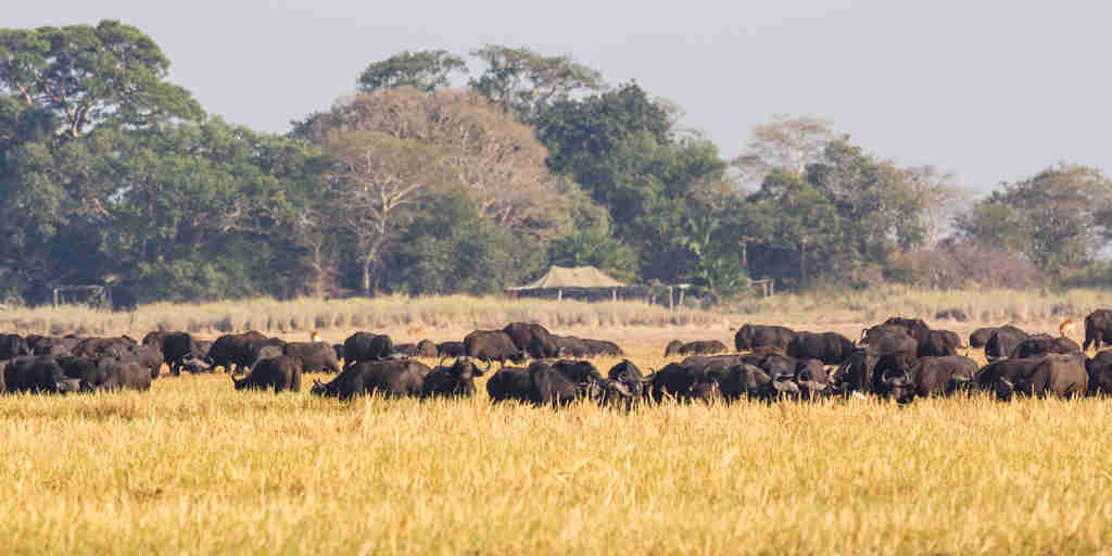 Wilderness Busanga Bush Tented Camp | Yellow Zebra Safaris