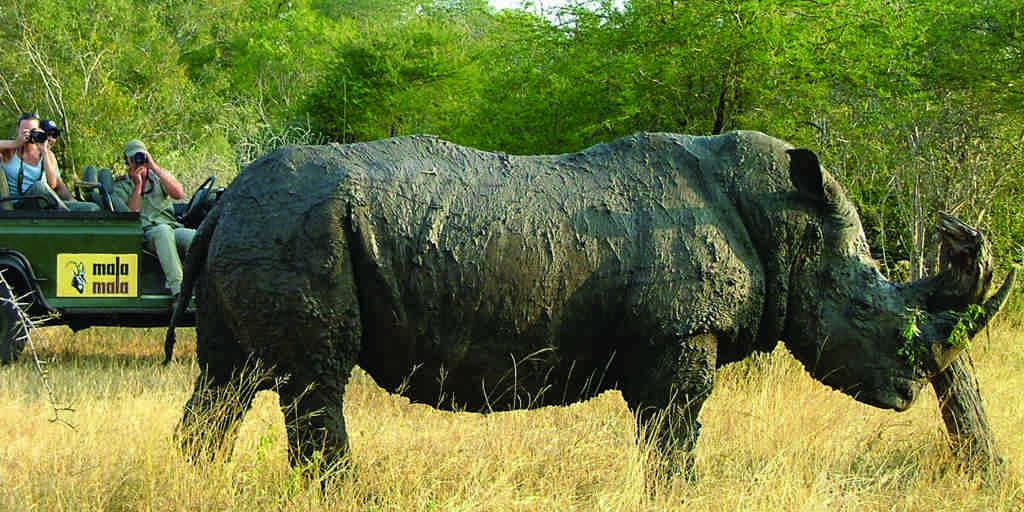 MalaMala   Rhino 1