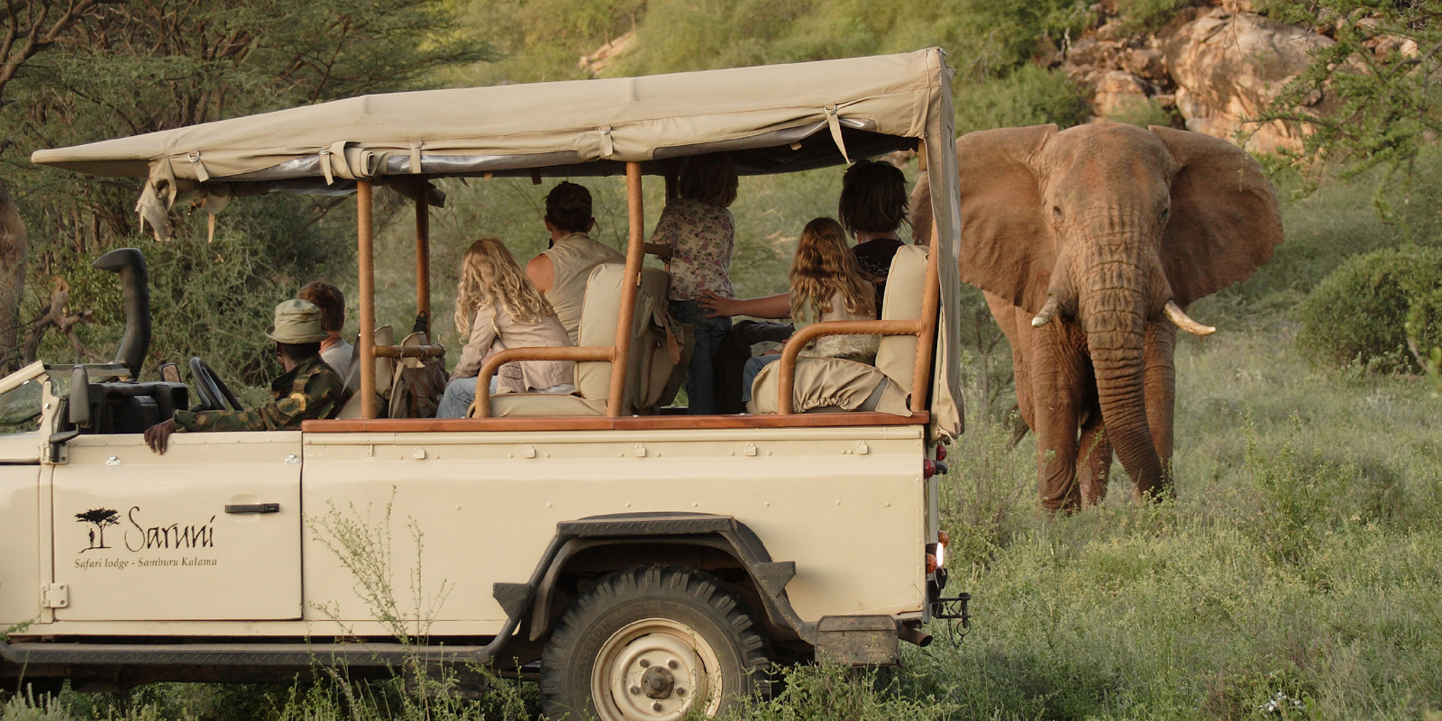 Samburu elephant
