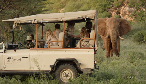 Samburu elephant