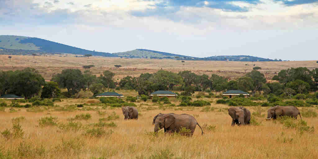 elephants in the vicinity