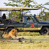 daily game drives