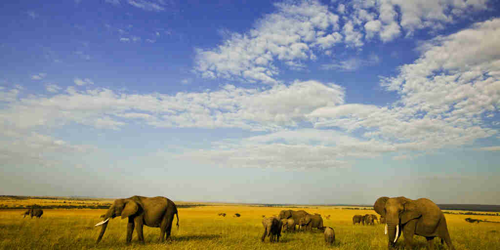  Copyright Beverly Joubert Mara Wildlife Kenya 5240