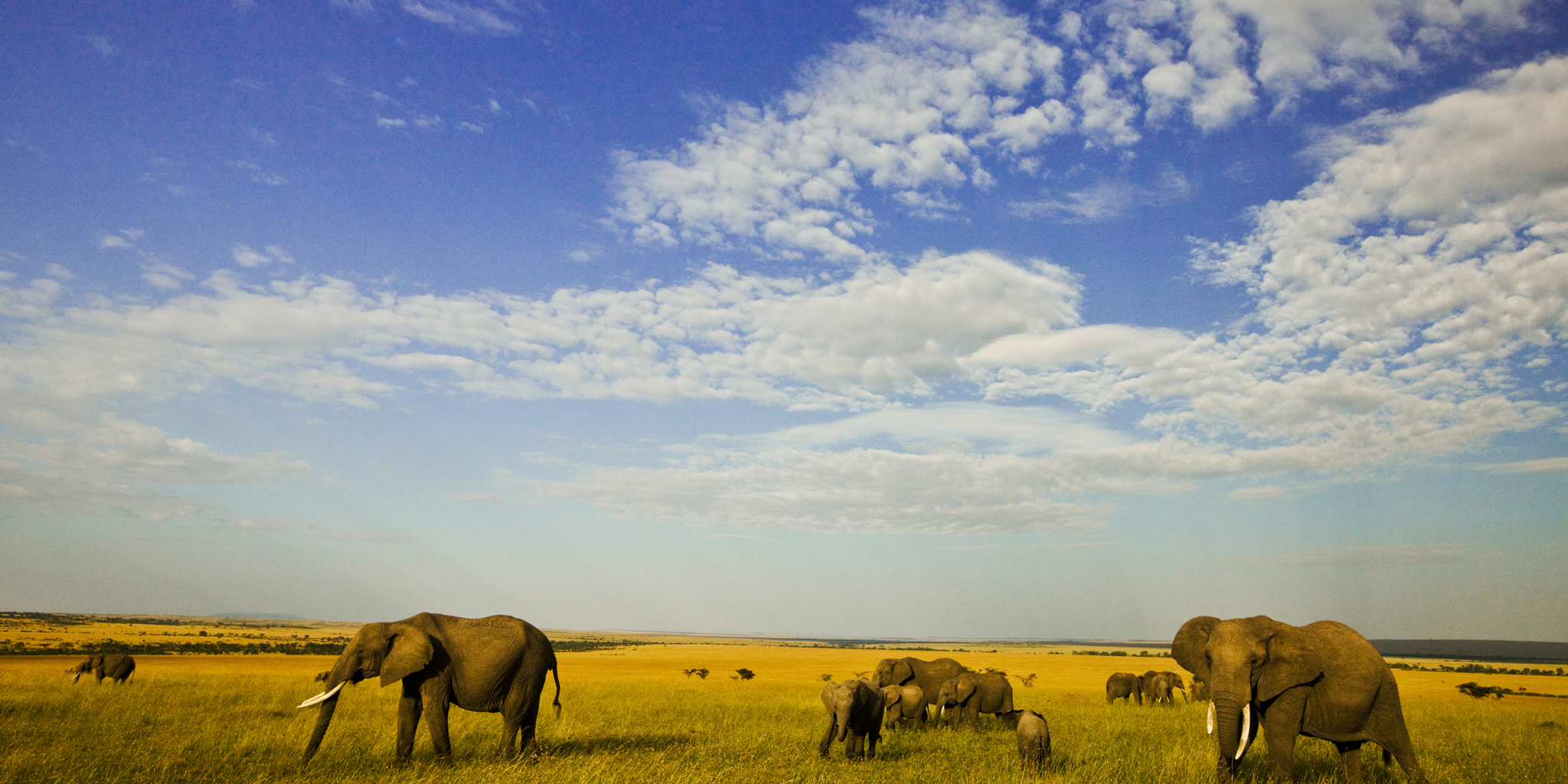 Maasai Mara Luxury Conservancies & Zanzibar 11n | Yellow Zebra Safaris