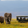 daily game drives