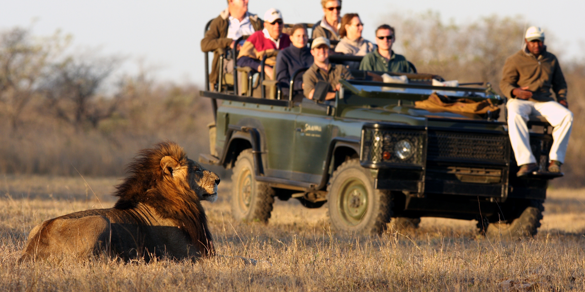 savanna safari