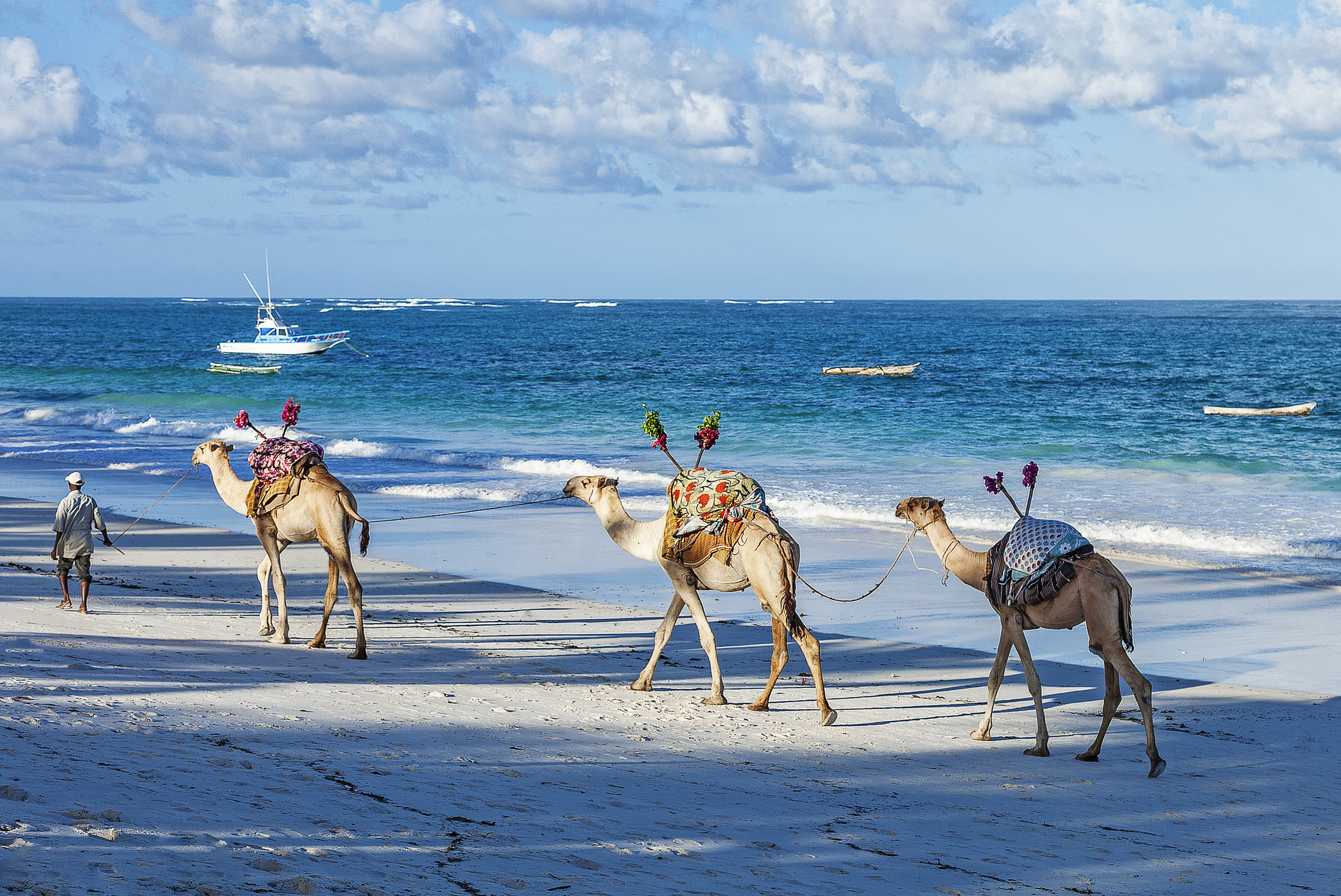 Camel Safari, Mombasa and Diani, AfroChic, Kenya