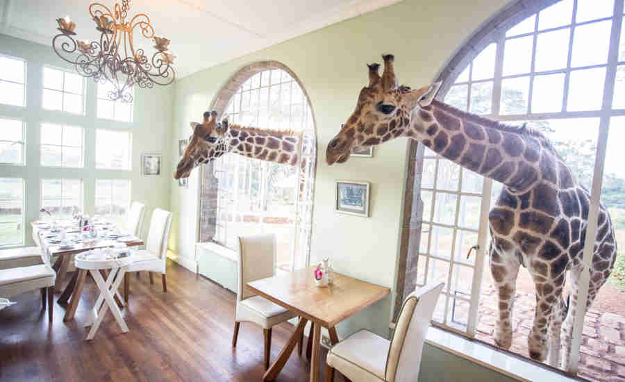 giraffe manor dining room kenya yellow zebra safaris