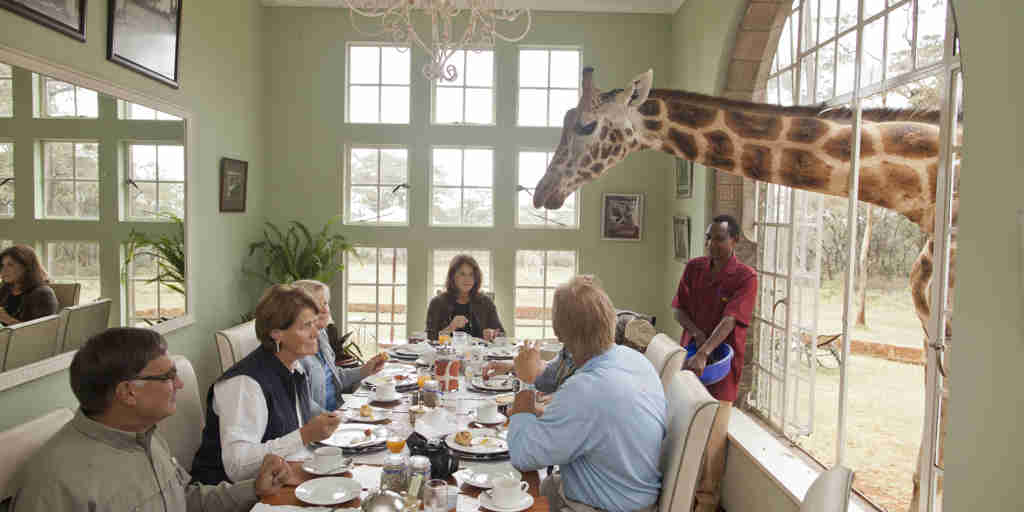 giraffe manor breakfast with giraffes kenya yellow zebra safaris