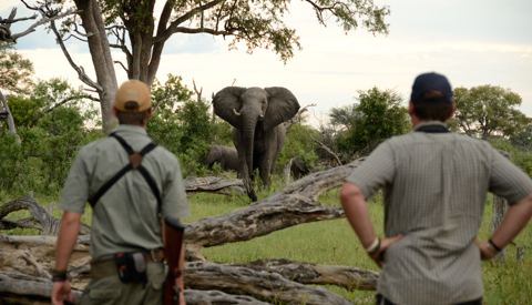 24.  Imvelo Safari Lodges   Bomani Tented Lodge   Game viewing on foot