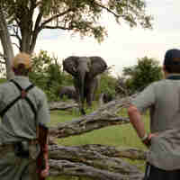 24.  Imvelo Safari Lodges   Bomani Tented Lodge   Game viewing on foot