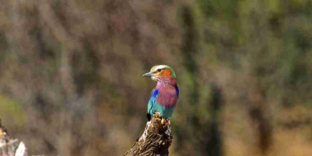 lilac breasted bird, hwange national park, zimbabwe safaris