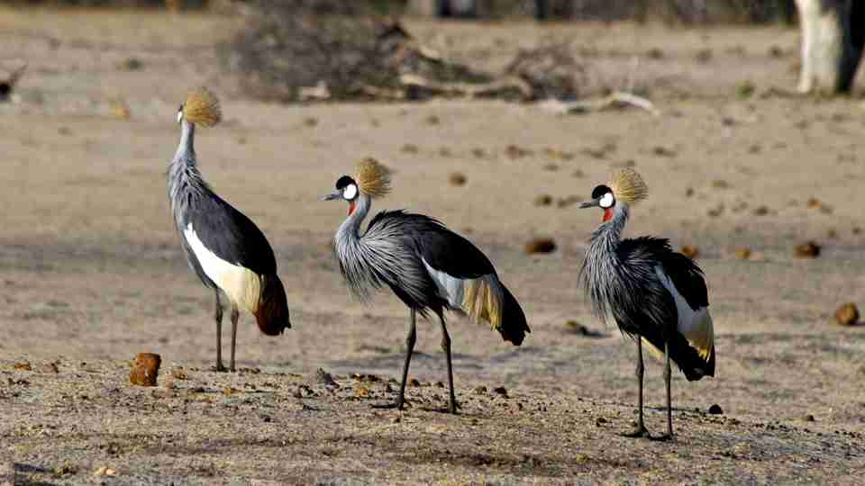 50. Imvelo Safari Lodges   Bomani Tented Lodge   Crowned Cranes in October await the rains