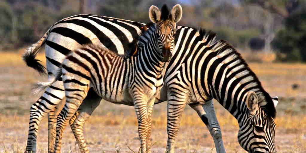 34. Imvelo Safari Lodges   Camelthorn Lodge   Zebra foal and oxpeckers
