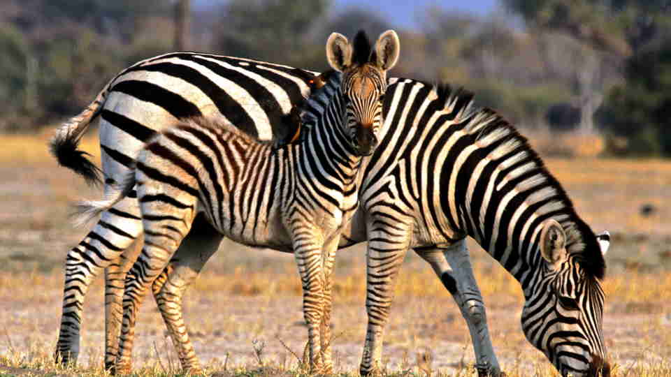 34. Imvelo Safari Lodges   Camelthorn Lodge   Zebra foal and oxpeckers