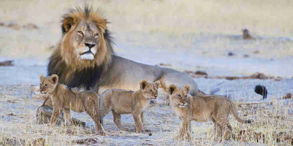 lion safaris, hwange national park, zimbabwe holidays
