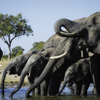 elephant safaris, hwange national park, zimbabwe vacations