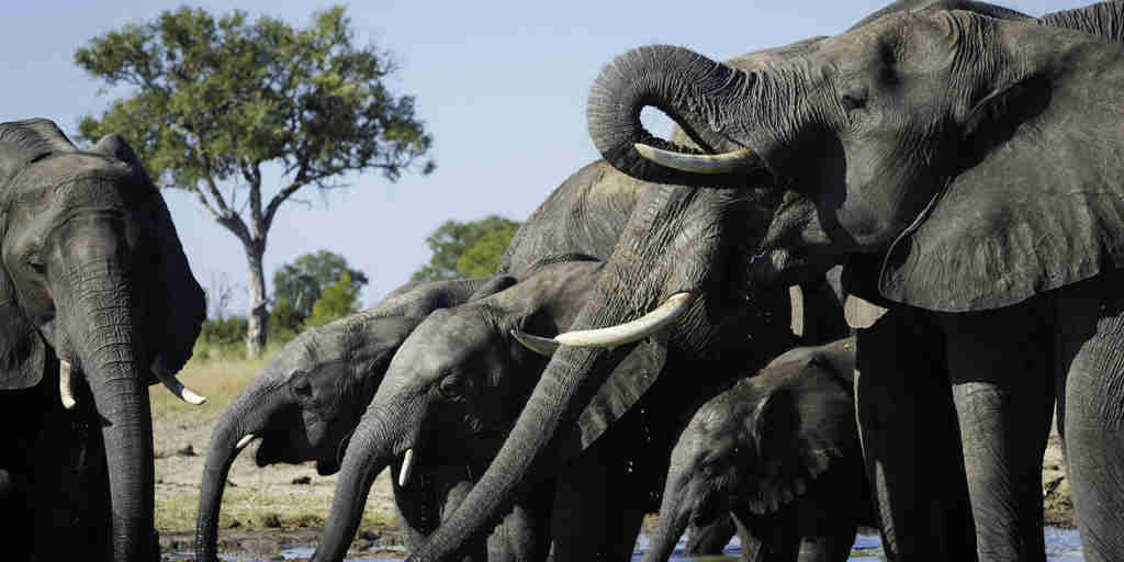 elephant safaris, hwange national park, zimbabwe vacations