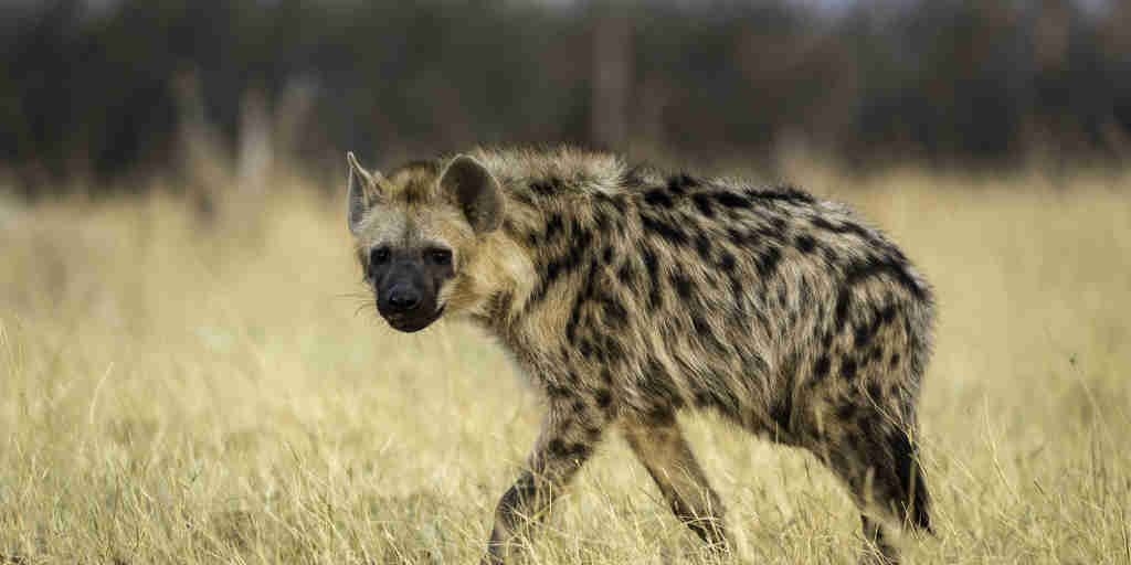 hyena safaris, hwange national park, zimbabwe holidays