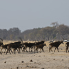 sable antelope, hwange national park, zimbabwe holidays