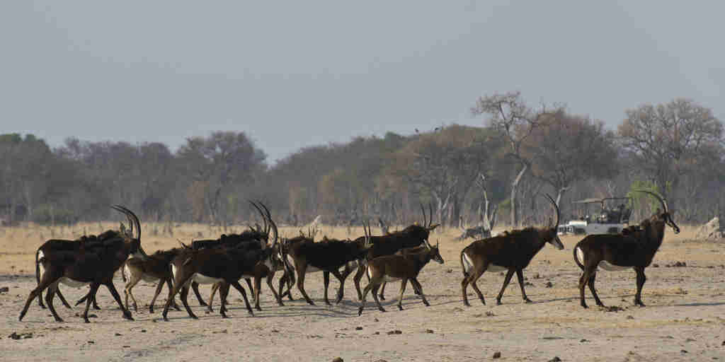 sable antelope, hwange national park, zimbabwe holidays