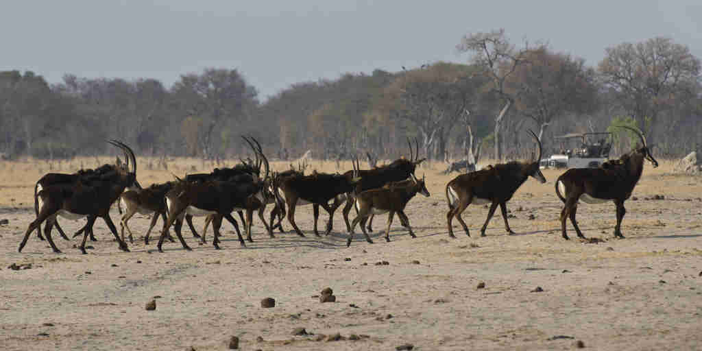 sable antelope, hwange national park, zimbabwe vacations