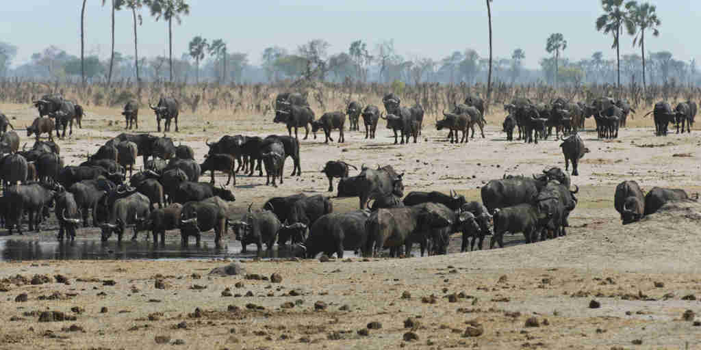 buffalo in hwange national park, zimbabwe safaris