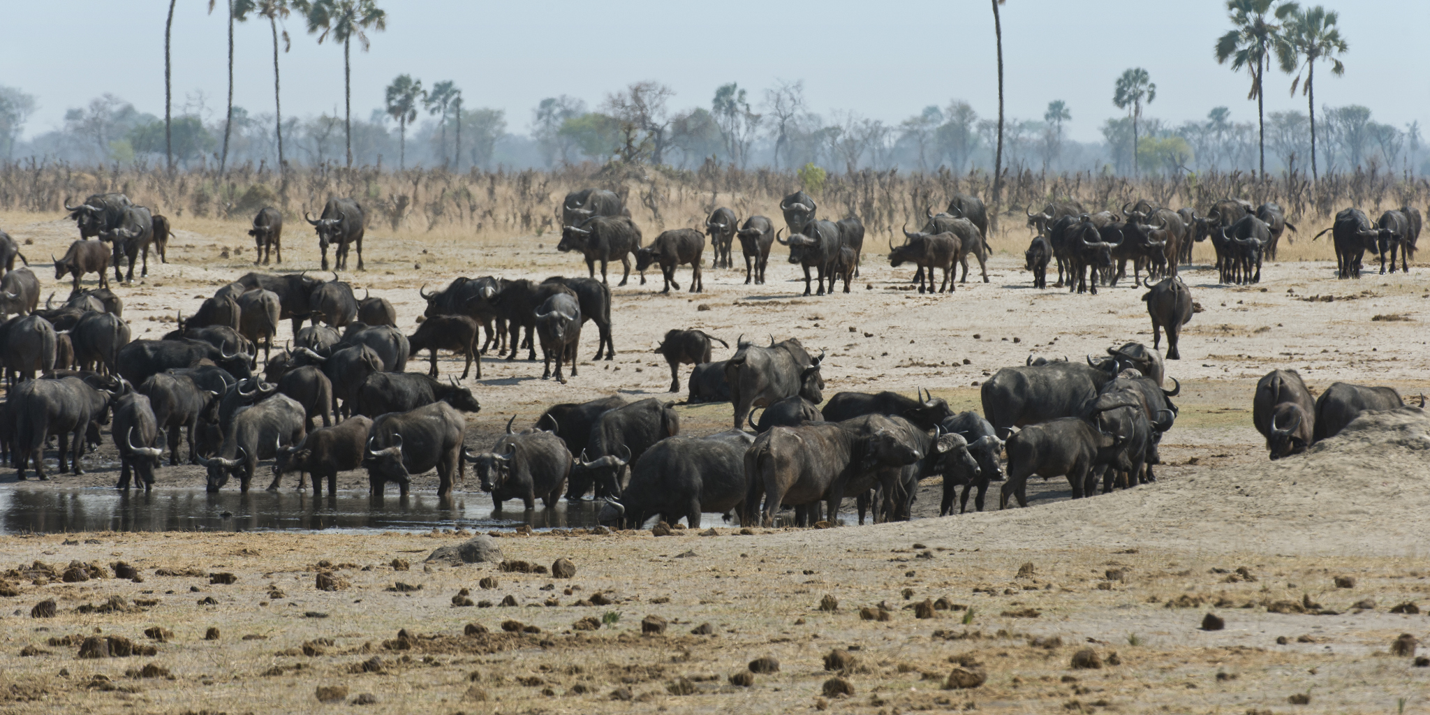 Hwange National Park | Zimbabwe Safaris | Yellow Zebra Safaris