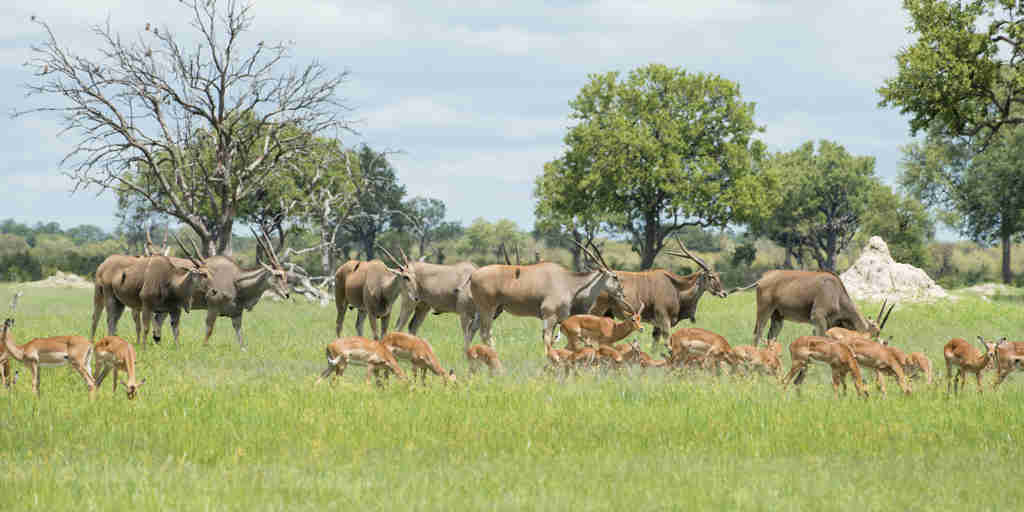 antelopes in hwange national park, zimbabwe safaris