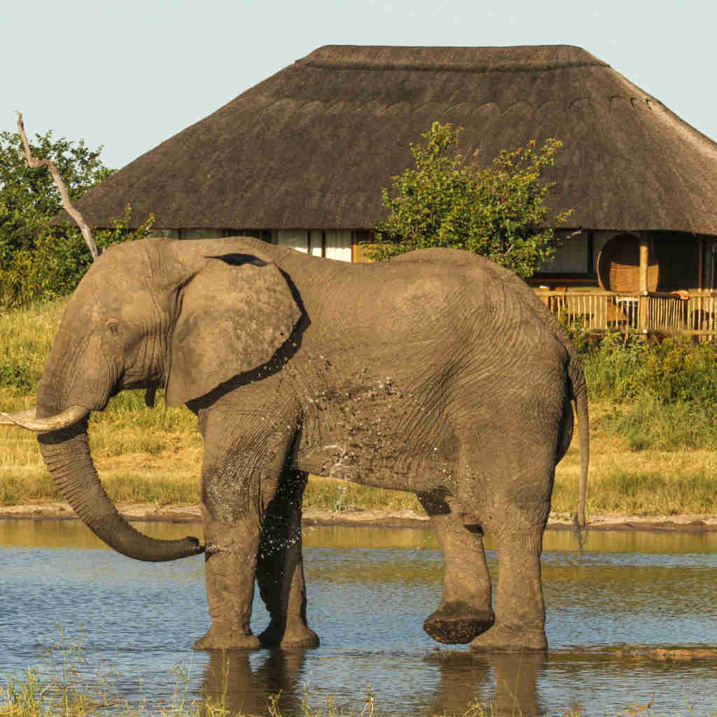 17. Imvelo Safari Lodges   Nehimba   camp waterhole is a favorite with the elephant