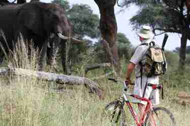3   experimenting with mountain bikes on elephant paths in southern hwange