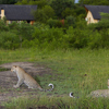 30. Leopards in front of lodge