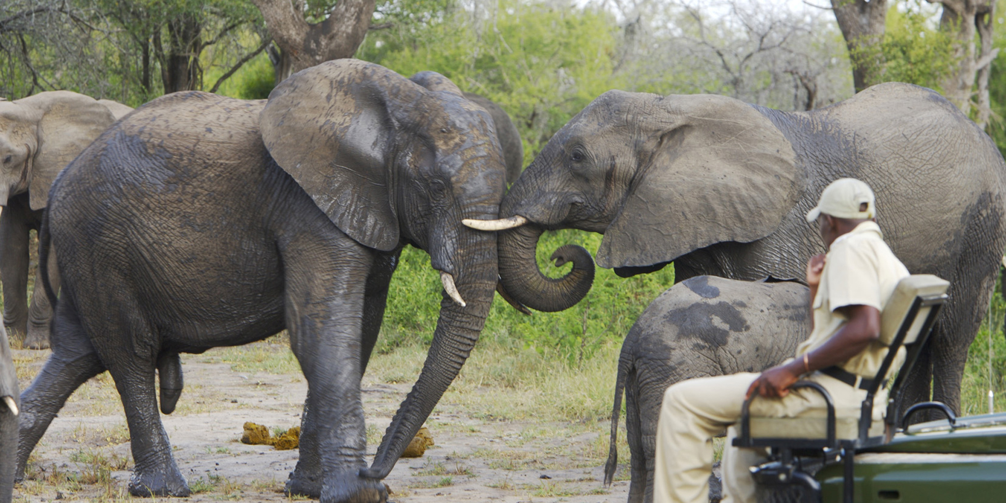 31. Elephant Bulls