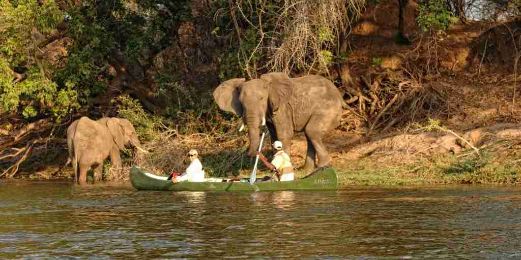 elephant encounter, canoe safari, zimbabwe safaris