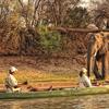 elephant, canoeing in mana pools, zimbabwe safaris