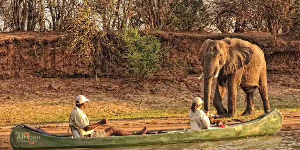 elephant, canoeing in mana pools, zimbabwe safaris